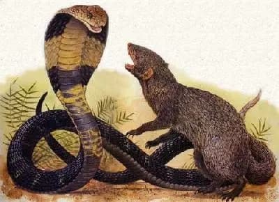 Cobra (defender of the lie) and mongoose (defender of the truth)